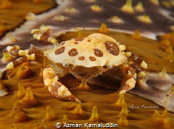 Camouflage by Azman Kamaluddin 